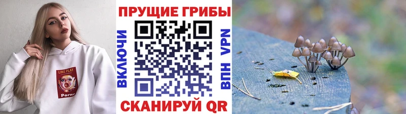 Галлюциногенные грибы Cubensis нарко площадка состав Оса МЕГА